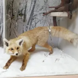 Saratov Regional Museum of Local Lore - Saratov