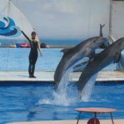 Sevastopol Dolphinarium - Sevastopol