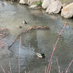 Karaite Kenesa - Simferopol