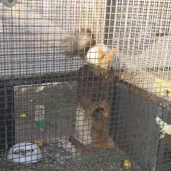 Simferopol Zoo - Simferopol