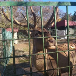 Simferopol Zoo - Simferopol