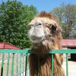 Simferopol Zoo - Simferopol