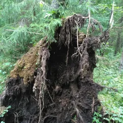 Solnechnogorsk Forest Reserve - Solnechnogorsk