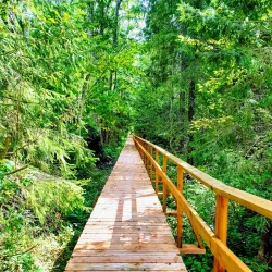 Solnechnogorsk Forest Reserve - Solnechnogorsk