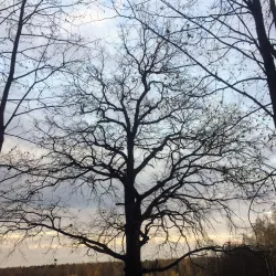 Victory Park - Solnechnogorsk