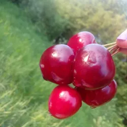 Victory Park - Solnechnogorsk