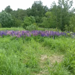 Victory Park - Solnechnogorsk