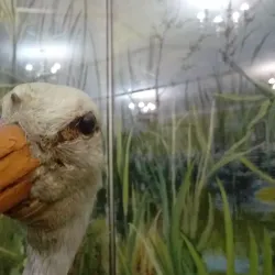 Stary Oskol Local History Museum - Stary Oskol