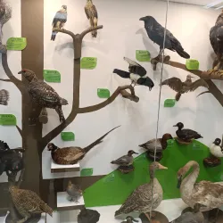 Stupino Local History Museum - Stupino