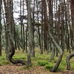 Forest Trails around Svetogorsk - Svetogorsk