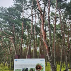Forest Trails around Svetogorsk - Svetogorsk