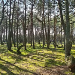 Forest Trails around Svetogorsk - Svetogorsk