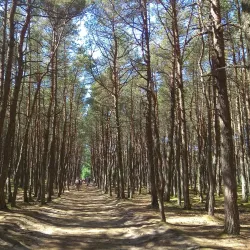 Forest Trails around Svetogorsk - Svetogorsk