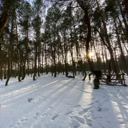 Forest Trails around Svetogorsk - Svetogorsk