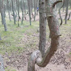 Forest Trails around Svetogorsk - Svetogorsk