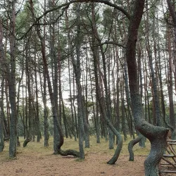 Forest Trails around Svetogorsk - Svetogorsk