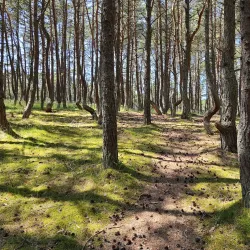 Forest Trails around Svetogorsk - Svetogorsk