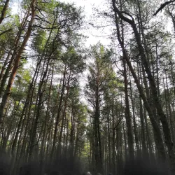 Forest Trails around Svetogorsk - Svetogorsk