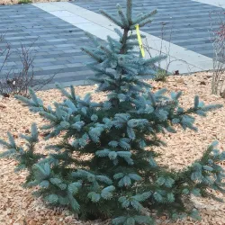 Svetogorsk Cultural Center - Svetogorsk