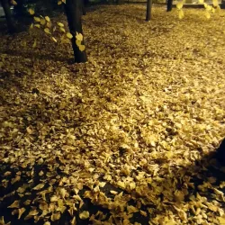 Central Park of Culture and Leisure - Tolyatti (Togliatti)