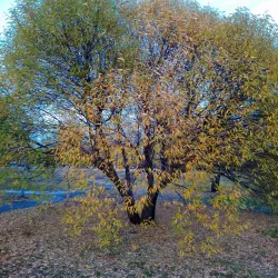 Central Park of Culture and Leisure - Tolyatti (Togliatti)