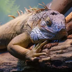 Tula Exotarium - Tula