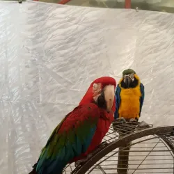 Tuymazy Local History Museum - Tuymazy