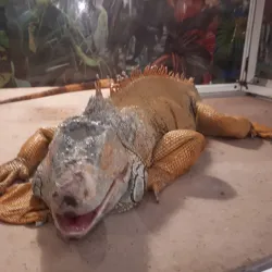 Tuymazy Local History Museum - Tuymazy