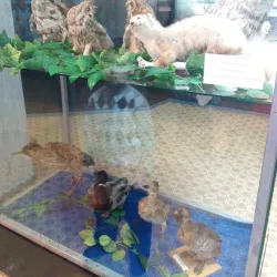 Tuymazy Local History Museum - Tuymazy