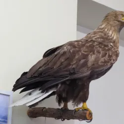 Tyumen Oil and Gas Museum - Tyumen