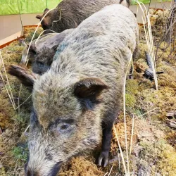 Tyumen Oil and Gas Museum - Tyumen