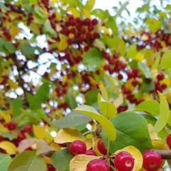 Victory Park - Tyumen