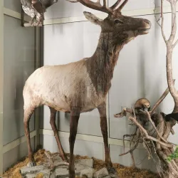 National Museum of the Republic of Bashkortostan - Ufa