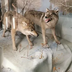 National Museum of the Republic of Bashkortostan - Ufa