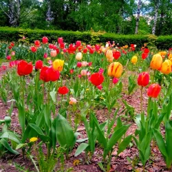 Ufa Botanical Garden - Ufa