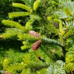 Ufa Botanical Garden - Ufa
