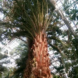 Ufa Botanical Garden - Ufa