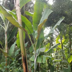 Ufa Botanical Garden - Ufa