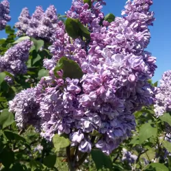 Ufa Botanical Garden - Ufa