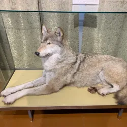 Ukhta Museum of Local Lore - Ukhta