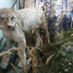 Ulyanovsk Regional Museum of Local Lore - Ulyanovsk