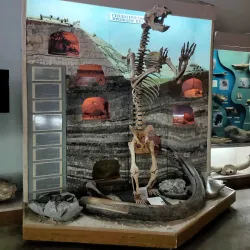 Ulyanovsk Regional Museum of Local Lore - Ulyanovsk