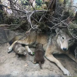 Ulyanovsk Regional Museum of Local Lore - Ulyanovsk