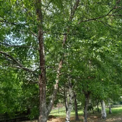 Central Park of Culture and Leisure - Ussuriysk