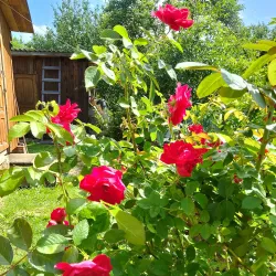 Museum of Military Equipment - Velikiye Luki