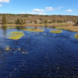 Vel'sk Forest Trails - Vel'sk