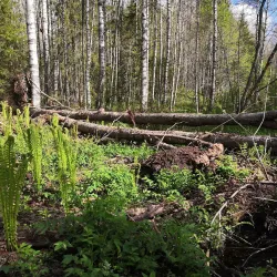 Vel'sk Forest Trails - Vel'sk