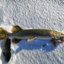 Vel'sk Riverside Park - Vel'sk