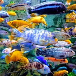 Primorsky Aquarium - Vladivostok