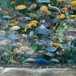 Primorsky Aquarium - Vladivostok